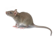 鼠类防制Rodent Control Program