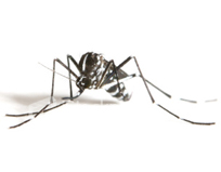 蚊类防制Mosquito Control Program
