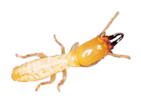 白蚁防制Termite Control Program